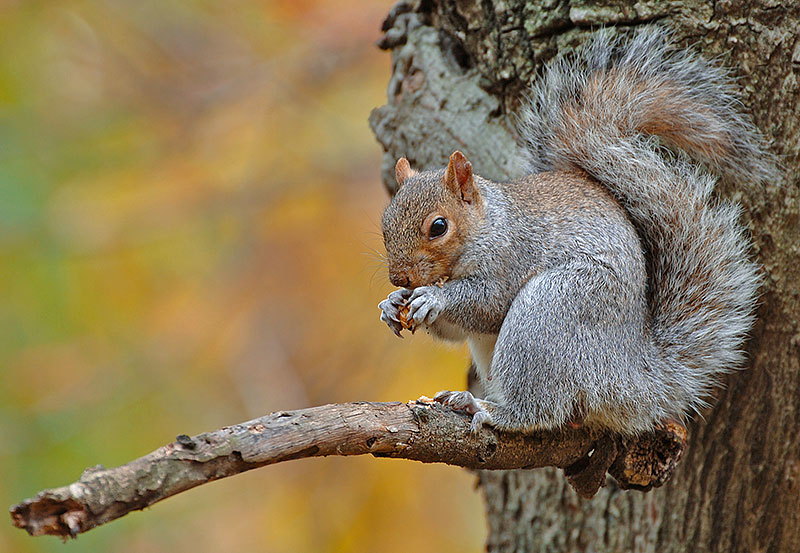 Processing Small Game